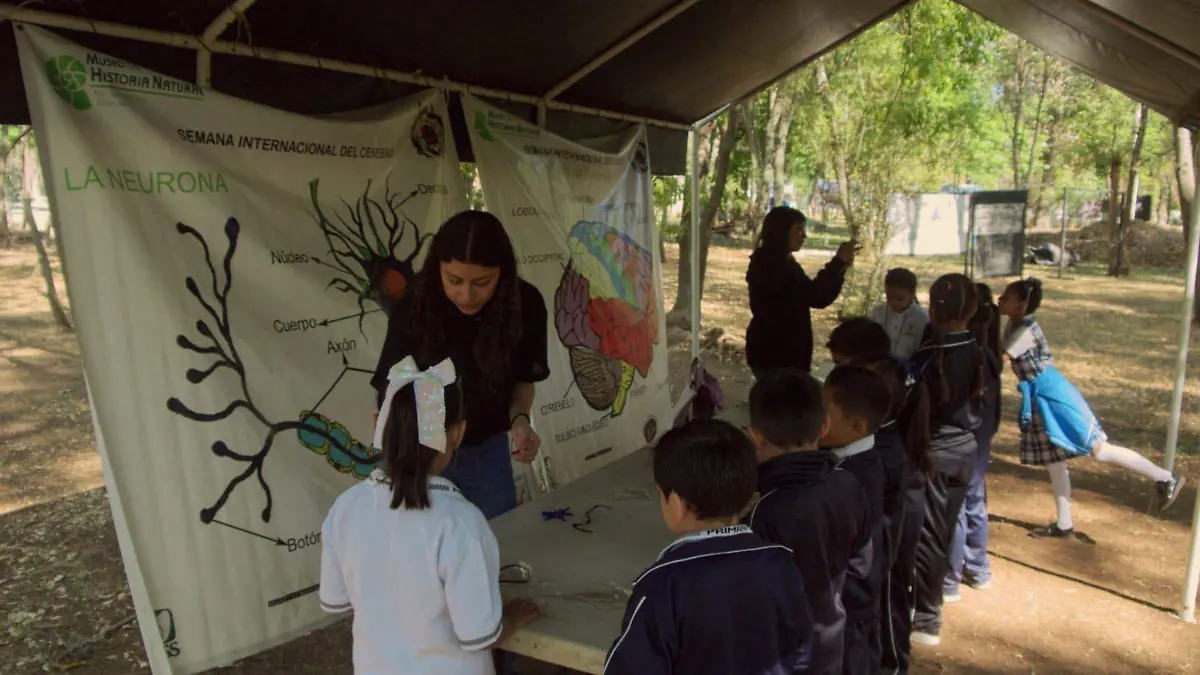 Actividades de divulgación sobre el cerebro